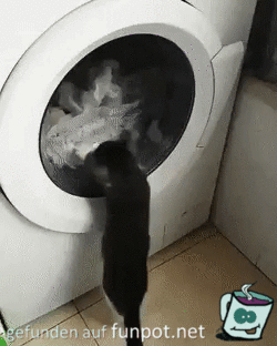 witzige animierte Bilder mit Katzen aus verschiedenen Blogs