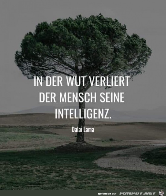 In der Wut In der Wut