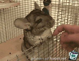 Niedlicher Kerl Niedlicher Kerl