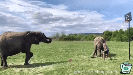Basketball mit Elefanten