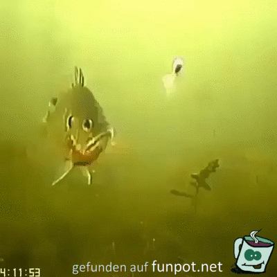 Fisch angeln Fisch angeln