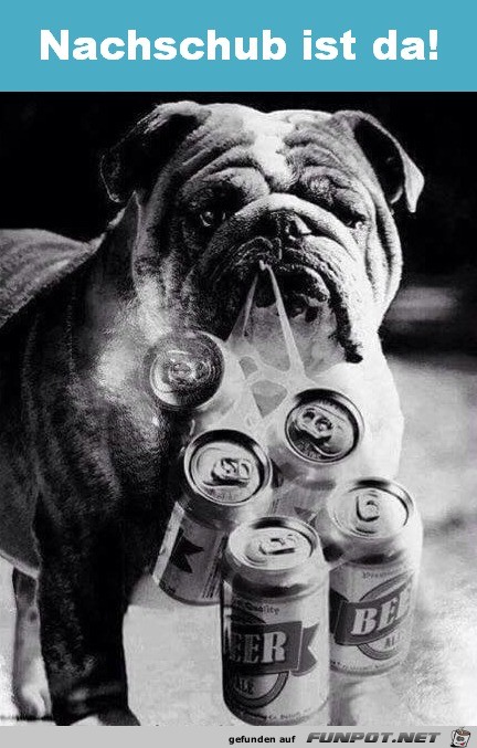 Braver Hund Braver Hund