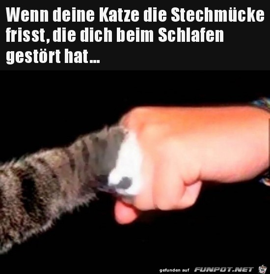 Brave Katze Brave Katze