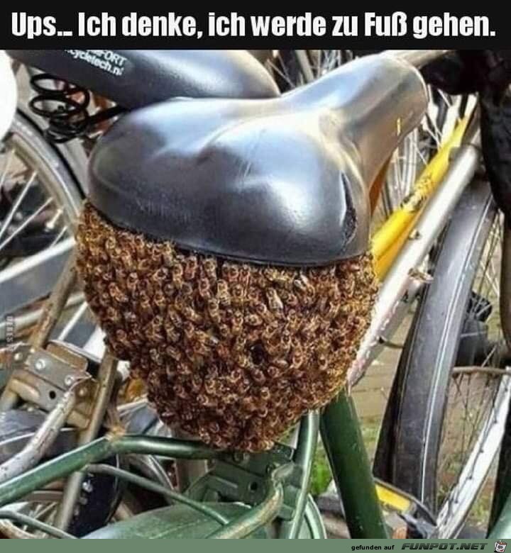 Dann doch lieber zu Fuß Dann doch lieber zu Fuß