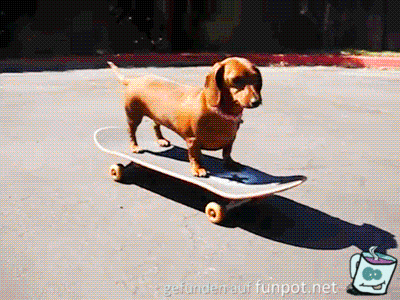 Skater-Dackel Skater-Dackel