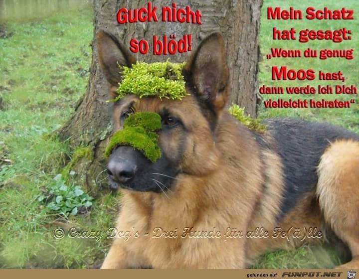 Guck nicht so bloed Guck nicht so bloed