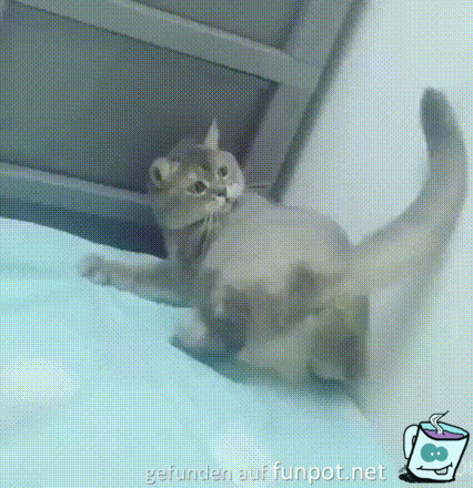 Katze und Ihr Schwanz