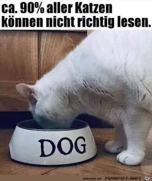 Katze kann nicht lesen