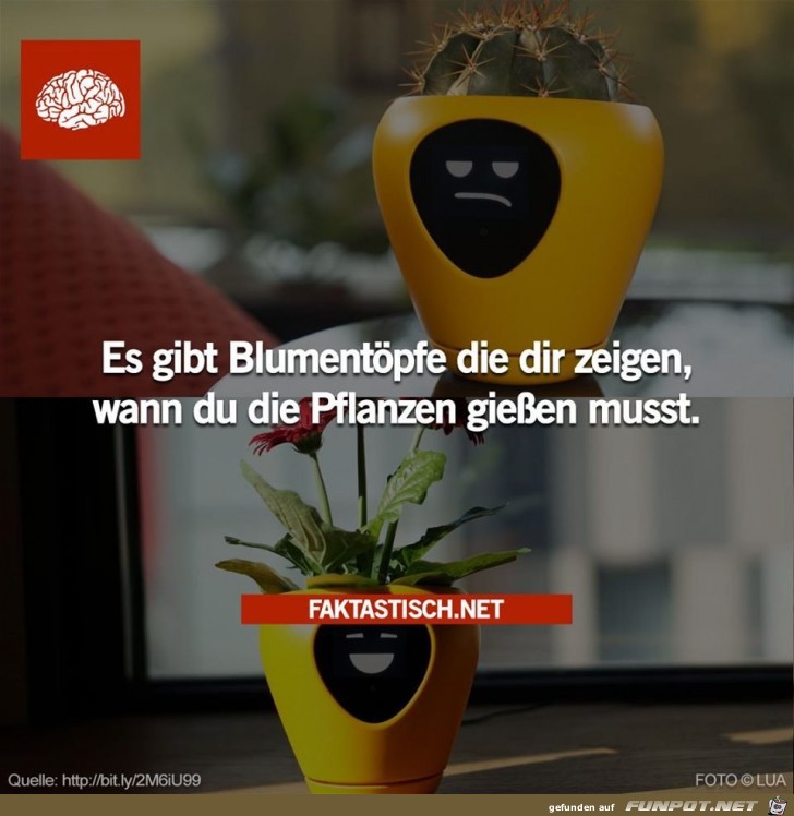 Blumentöpfe Blumentöpfe