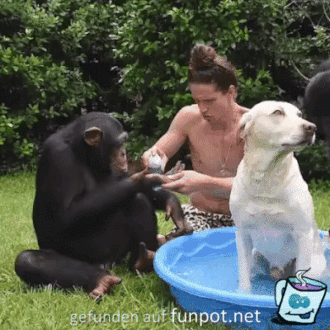 Gemeinsames Hunde-Waschen Gemeinsames Hunde-Waschen