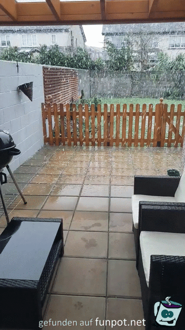 Hund will Schneeflocken fangen Hund will Schneeflocken fangen