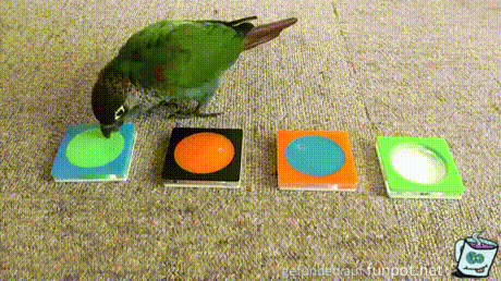 Schlauer Vogel Schlauer Vogel