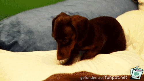 witzige animierte Bilder mit Hunden aus verschiedenen Blogs
