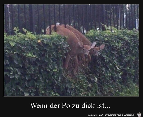 Zu dick Zu dick
