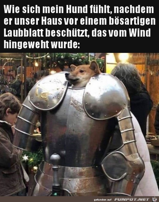 Mein Hund Mein Hund