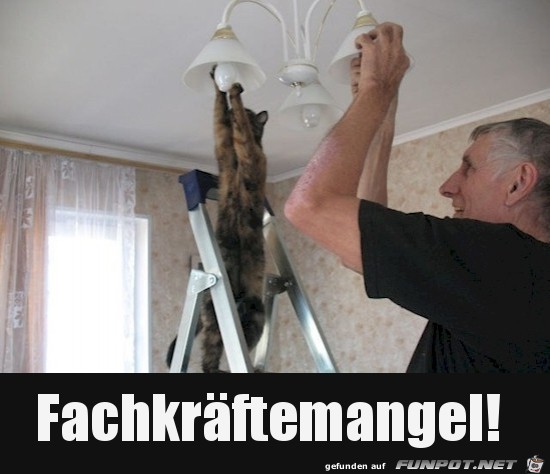 Katze hilft mit