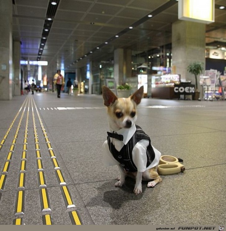 Ein vornehmer Hund