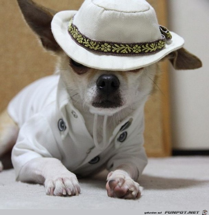 Ein Hund mit Hut Ein Hund mit Hut