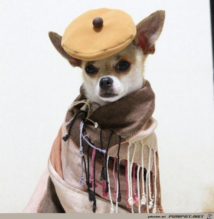 Ein vornehmer Hund 2 Ein vornehmer Hund 2