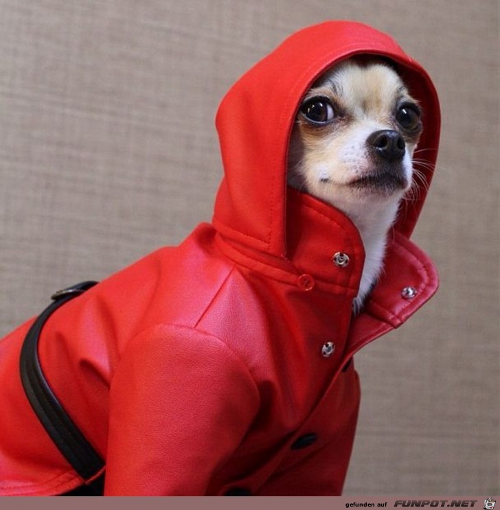 Ein vornehmer Hund 7 Ein vornehmer Hund 7