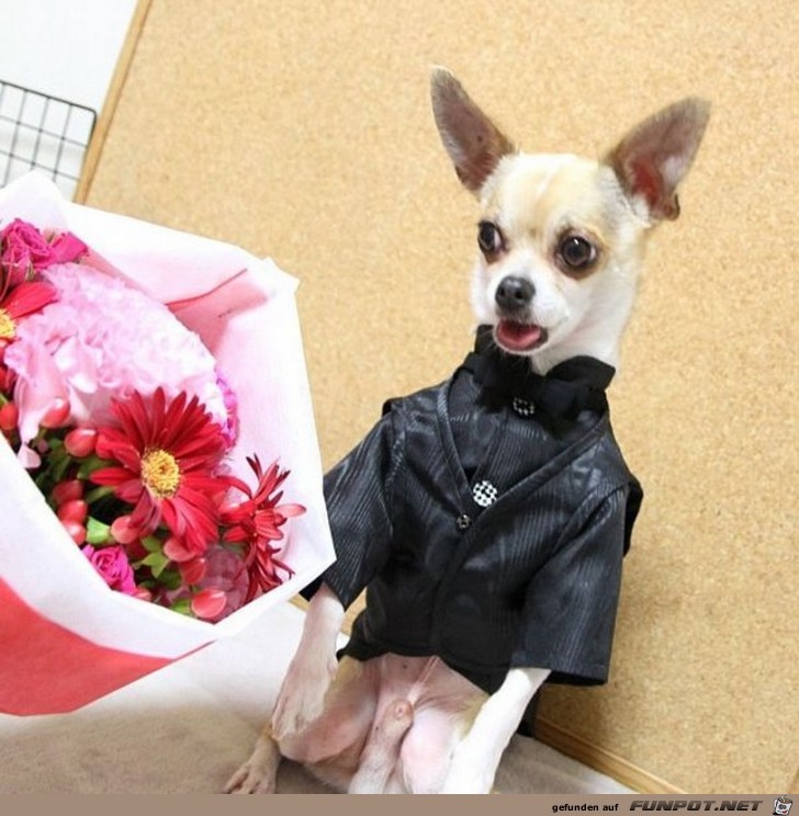 Ein kleiner Hund sieht schöne Blumen Ein kleiner Hund sieht schöne Blumen