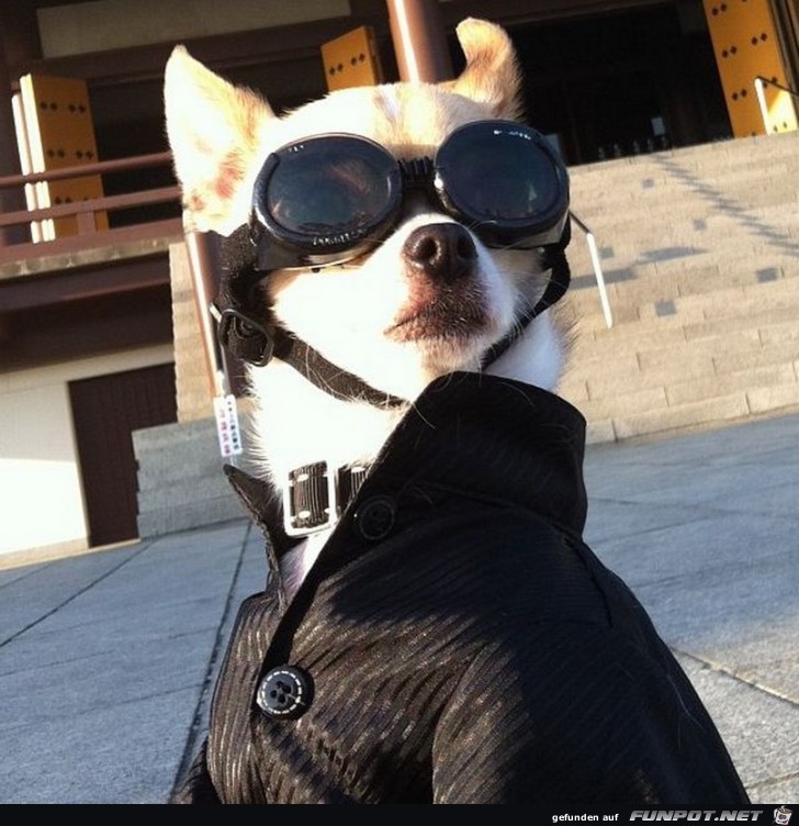 Ein Hund mit einer großen Brille Ein Hund mit einer großen Brille
