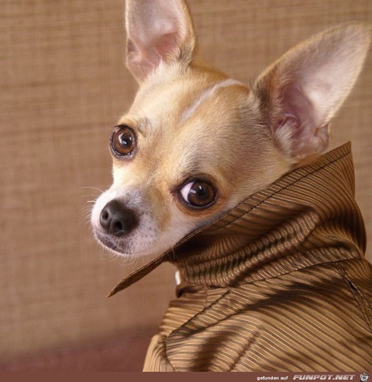 Ein kleiner Hund schaut Dich lieb an Ein kleiner Hund schaut Dich lieb an
