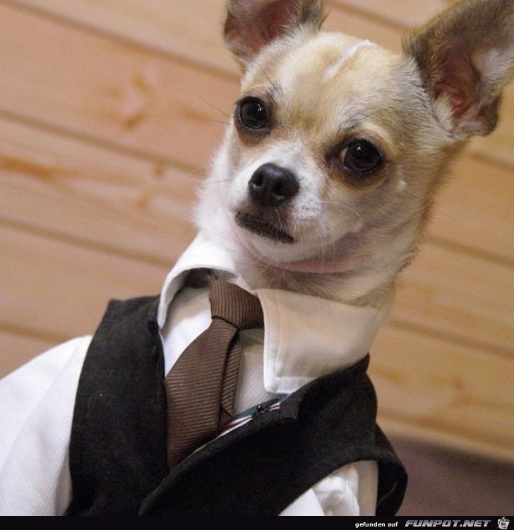 Ein vornehmer Hund 9 Ein vornehmer Hund 9