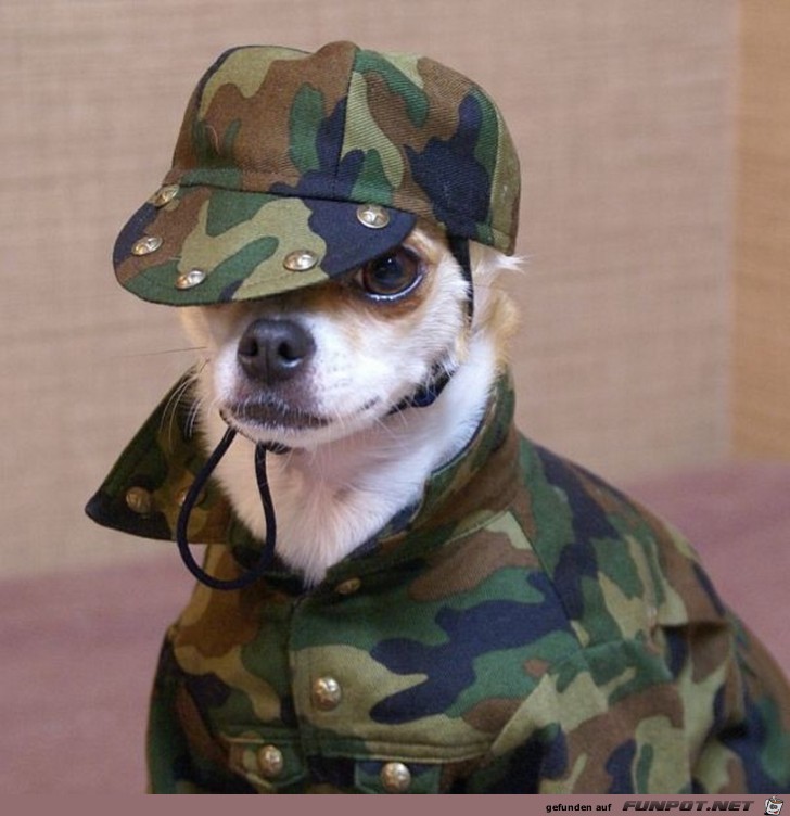 Ein vornehmer Hund 10 Ein vornehmer Hund 10