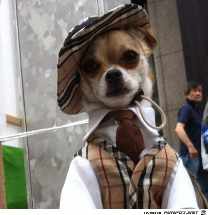 Kleiner Hund 2 Kleiner Hund 2