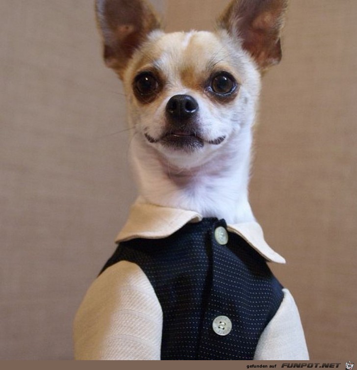 Kleiner Hund 4 Kleiner Hund 4