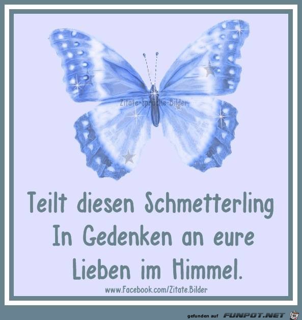 Teilt diesen Schmetterling