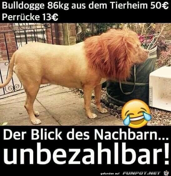 Ein Löwe Ein Löwe