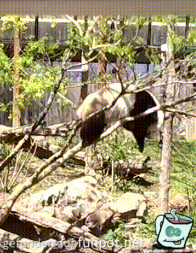 Panda Panda