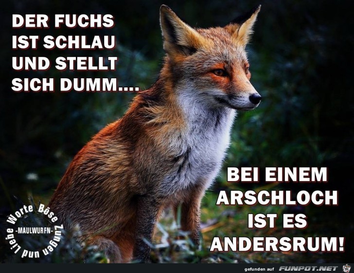 Der Fuchs Der Fuchs
