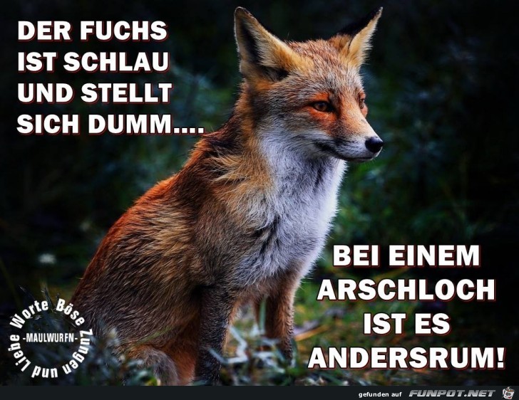 Der Fuchs