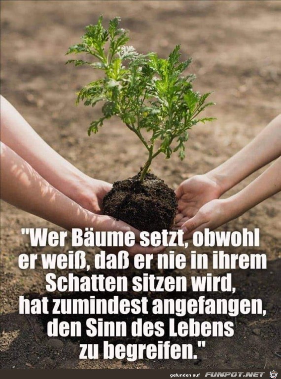 Bäume pflanzen Bäume pflanzen