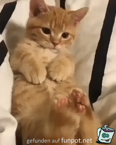 Knuffig Knuffig