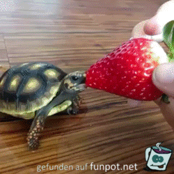 Gierige Schildkröte Gierige Schildkröte