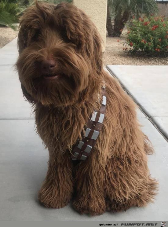 Chewbacca Double Chewbacca Double