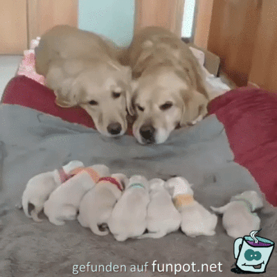 Total knuffig Total knuffig