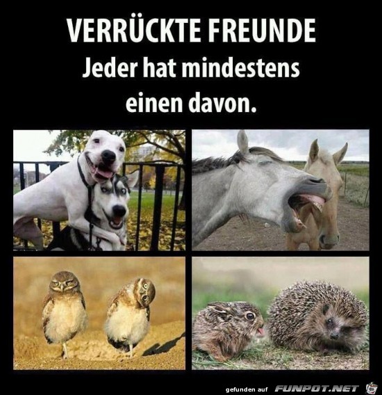 Verrckte Freunde