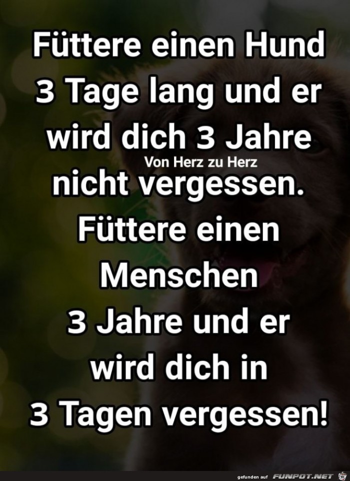 fuettere einen Hund