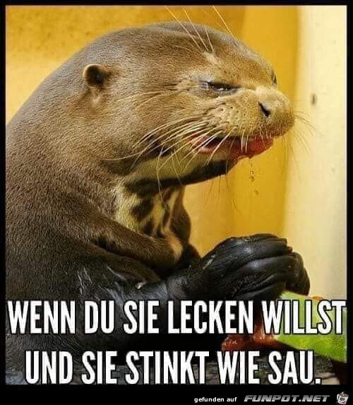 Otter Otter
