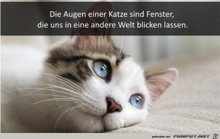 Katzen-Augen Katzen-Augen