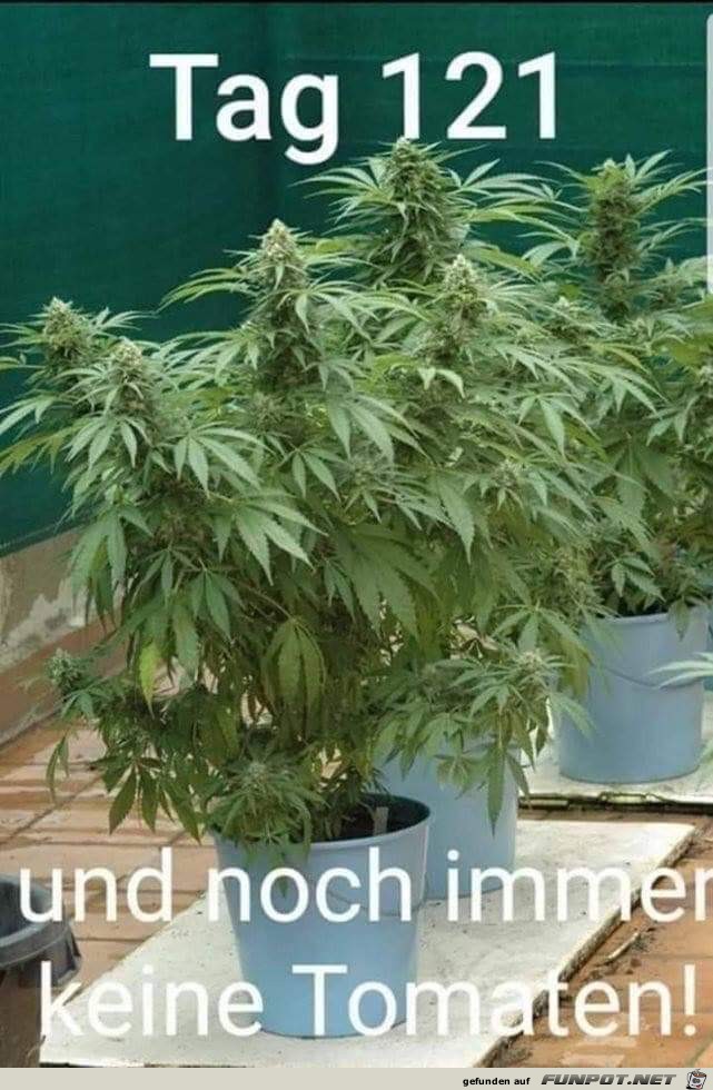 Noch keine Tomaten Noch keine Tomaten