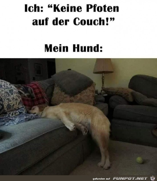 Intelligenter Hund Intelligenter Hund
