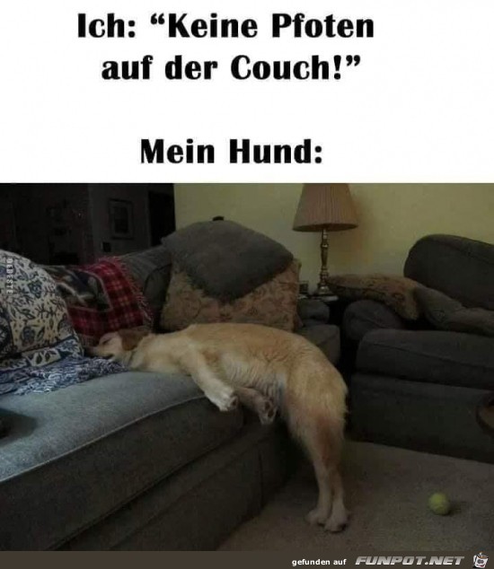 Intelligenter Hund