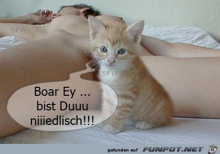 Boar Ey Boar Ey