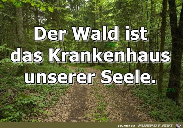 Der Wald